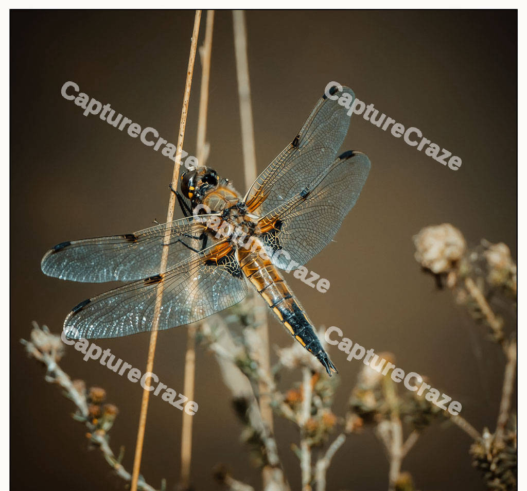 Brown Dragonfly